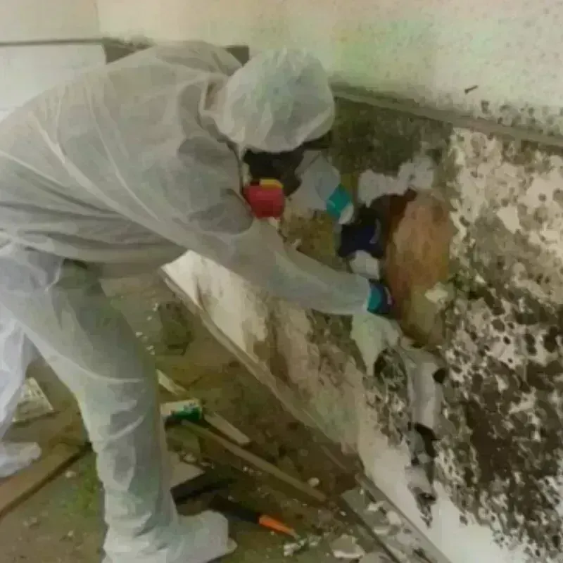 Mold Remediation and Removal in DeKalb County, TN